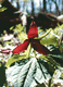 Trillium s0057